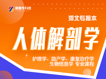 人体解剖学